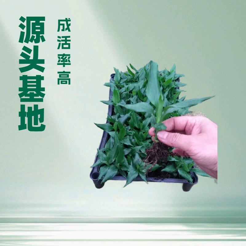 Поставщик растений для интерьера, таких как Newyuan Ironwood, цветов для ландшафтного дизайна, рассады оптом, многолетних растений.