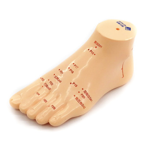 ���傥�~15cm��Ħ��ģ�� Ѩλ����_��Ѩλ��Ħ Ѩλ����^