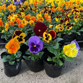 盆栽;种子;种球