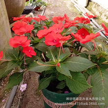 �P�ɻ�Ѩ�P������P�ɻ����L�͟��������P��