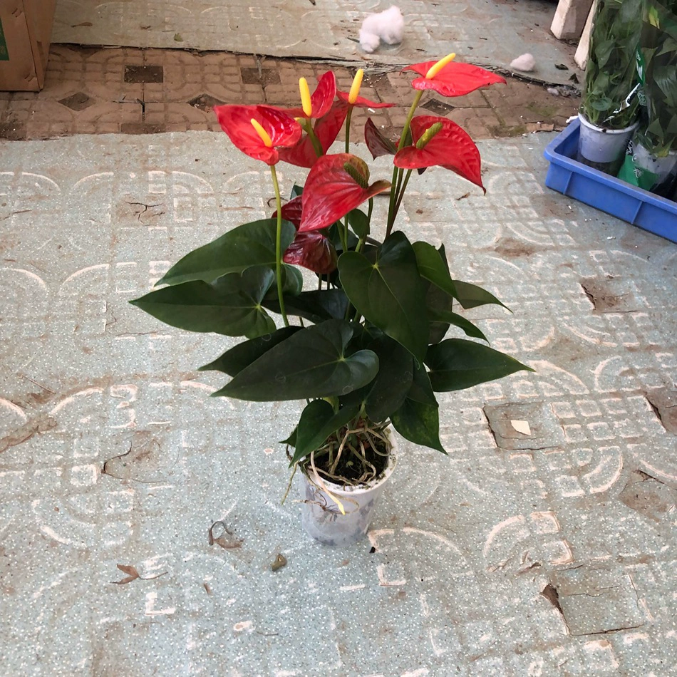 Гидропоника Антуриум Andraeanum Горшечные цветы Зеленые растения Красная свеча Чэнду Офис Двор Главная Садоводство Зеленые растения