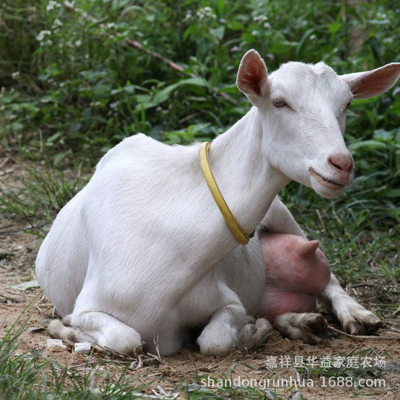 奶羊