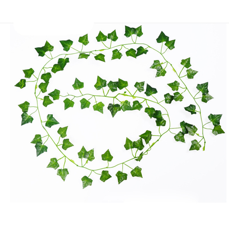 72 Parthenocissus (12)
