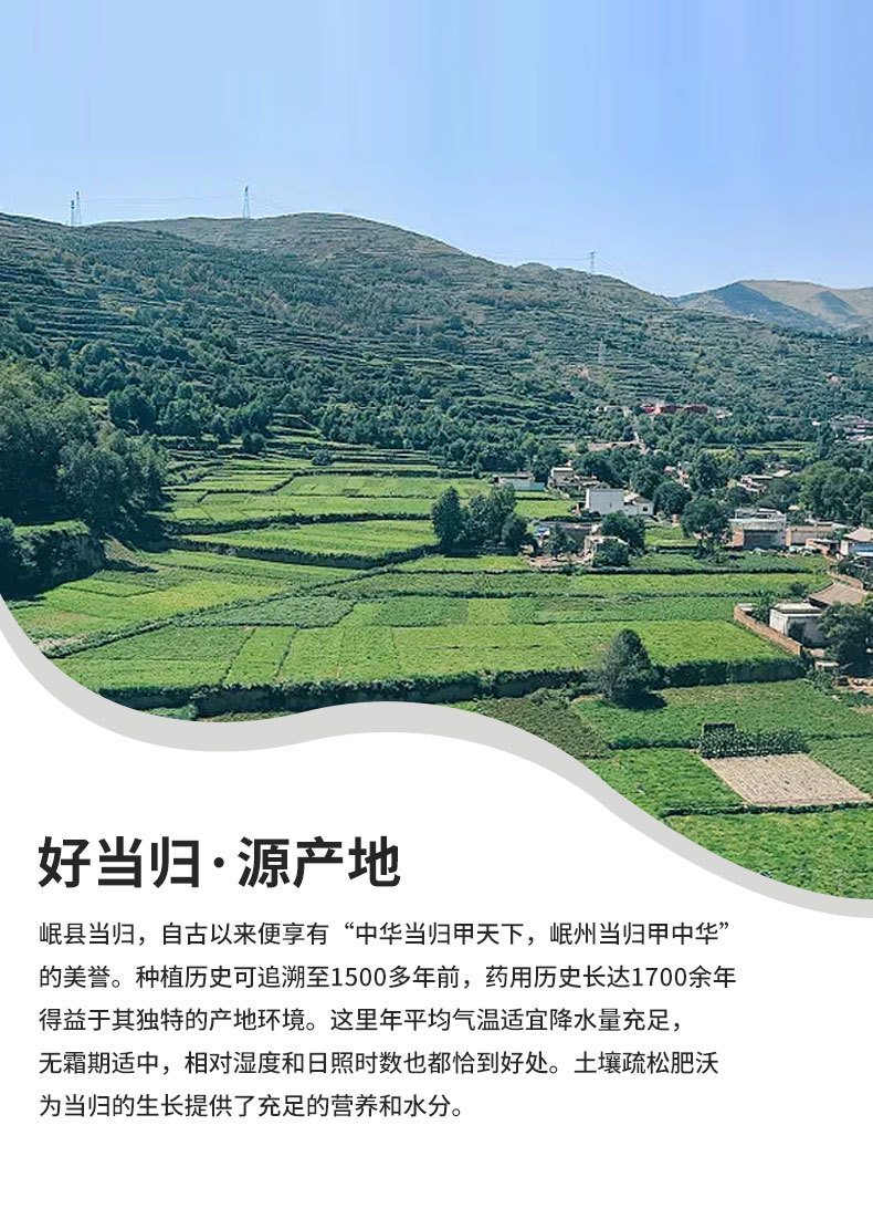 Premium Dang Gui from Dingxi Min County, Large and Medium-Sized Whole Roots, Sulfur-Free, New Stock, at Prices detail image