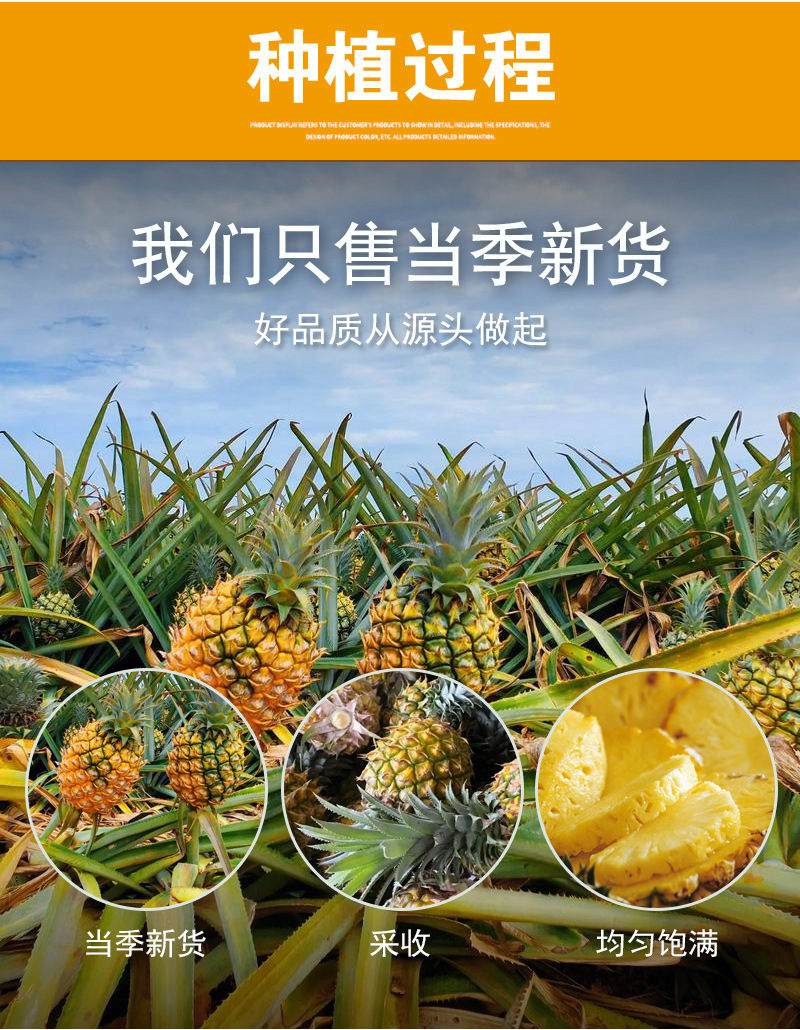 Freeze-Dried Pineapple Slices (Ananas comosus) — Cold-Brew Fruit Tea, 500g Bulk specifications