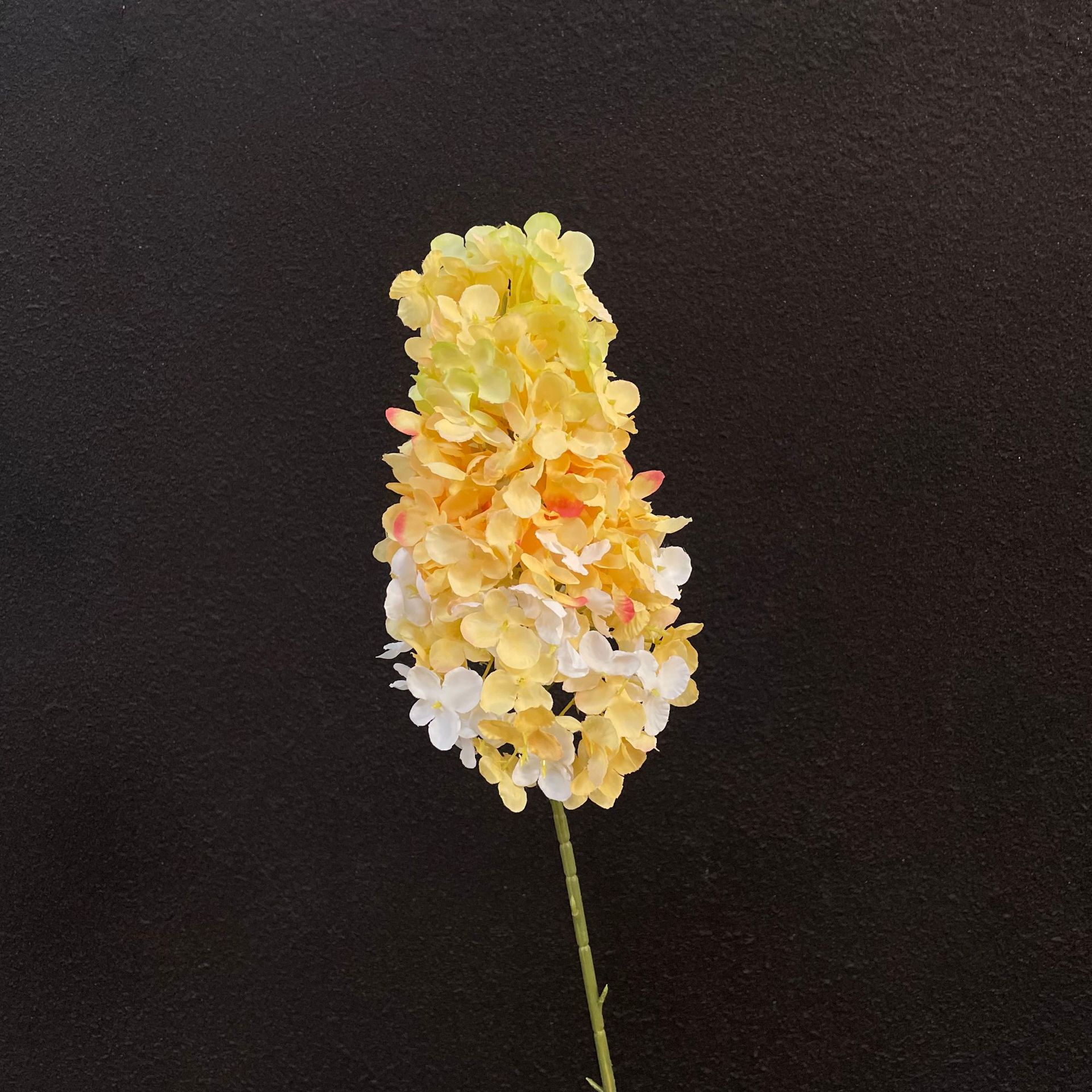 노란색 대탑 수국