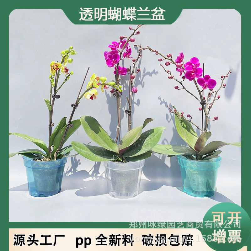 Новый прозрачный бассейн с орхидеей и бабочкой Зеленый горный бассейн для контроля корней Перфорированный пластиковый цветочный горшок База Виноградная лоза Зеленый бархатный бамбуковый бассейн для ТАРО
