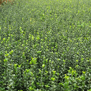 ���ش��������lìС��нӹ��̾G���ļ������ľ��Ǥ���z�|�lì