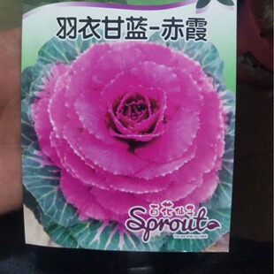 ��ϼ���¸��{�N�ӷ�ɫ�ۼt���¸��{�N�Ӳ�ɫ���¸��{�ﶬ�߲˷N��