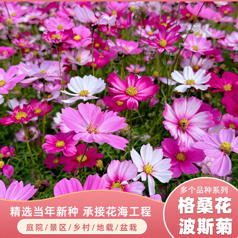 Gerbera Flower Seeds, Cosmos Flower Seeds, Sunflower Seeds, Wildflower Mix for Road Greening, Planting and Flowering Seeds Gerbera Flower Seeds, Cosmos Flower Seeds, Sunflower Seeds, Wildflower Mix for Road Greening, Planting and Flowering Seeds