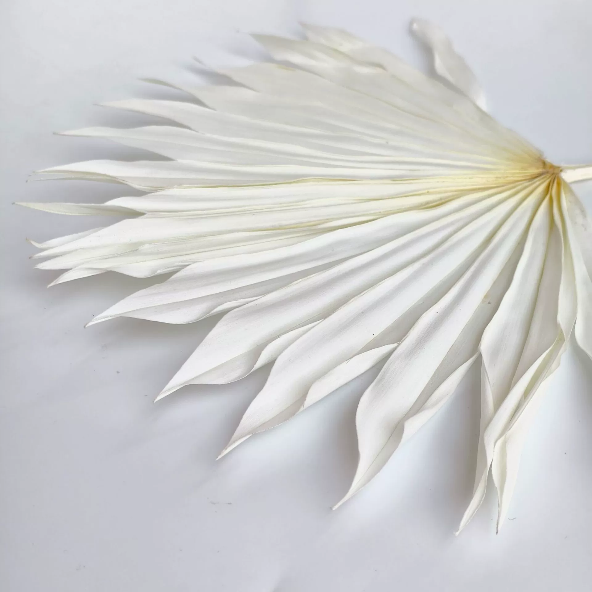 Настроить | Мини-вентилятор Guanyin, маленький веер из листьев пальмы/пальмы, стиль ваби-саби, домашнее свадебное украшение, натуральные сушеные цветы.