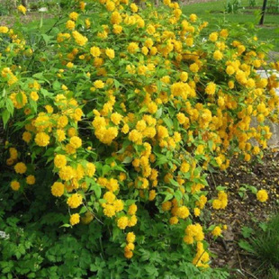 Base Ditang Multi-Branched Ditang Seedlings Ditang Flower Engineering Greening Seedlings with Complete Specifications