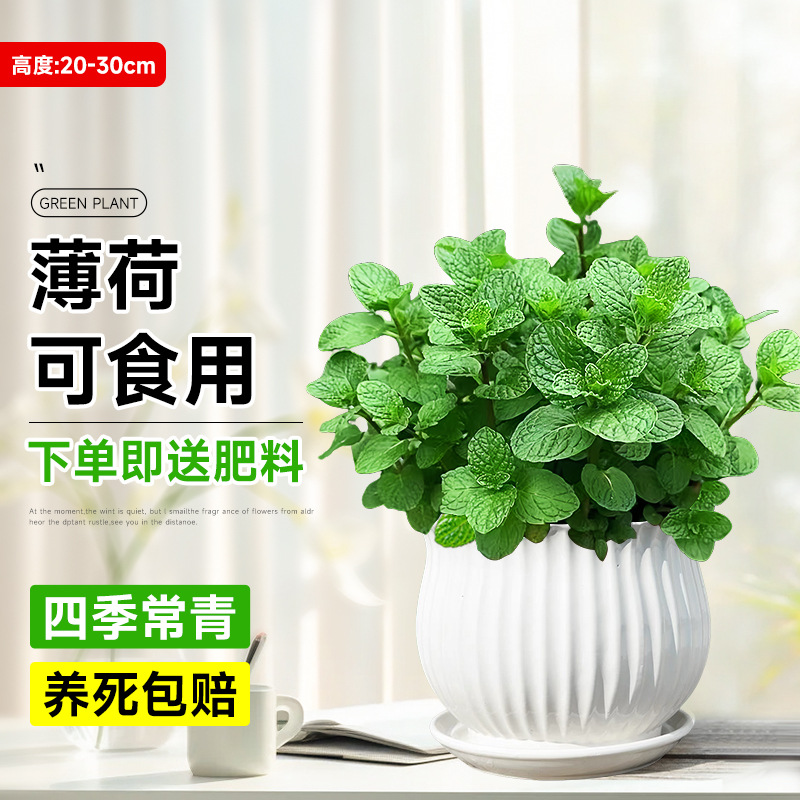 食品級大盆薄荷【白紋理盆】