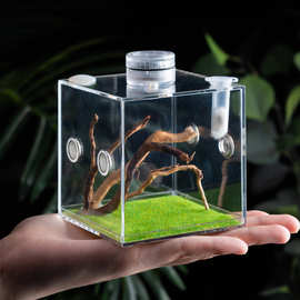 鸣虫生态盒蝈蝈蛐蛐油葫芦叫罐竹蛉黄玲蛉有机盒观赏造景盒蝈蝈罐