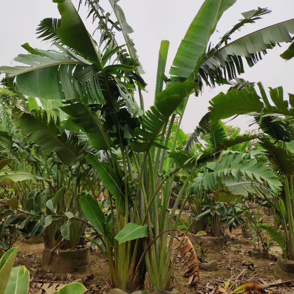 Поставка кустоговой канны высотой 4-6 метров мешок саженец веер банановое дерево тропические джунгли