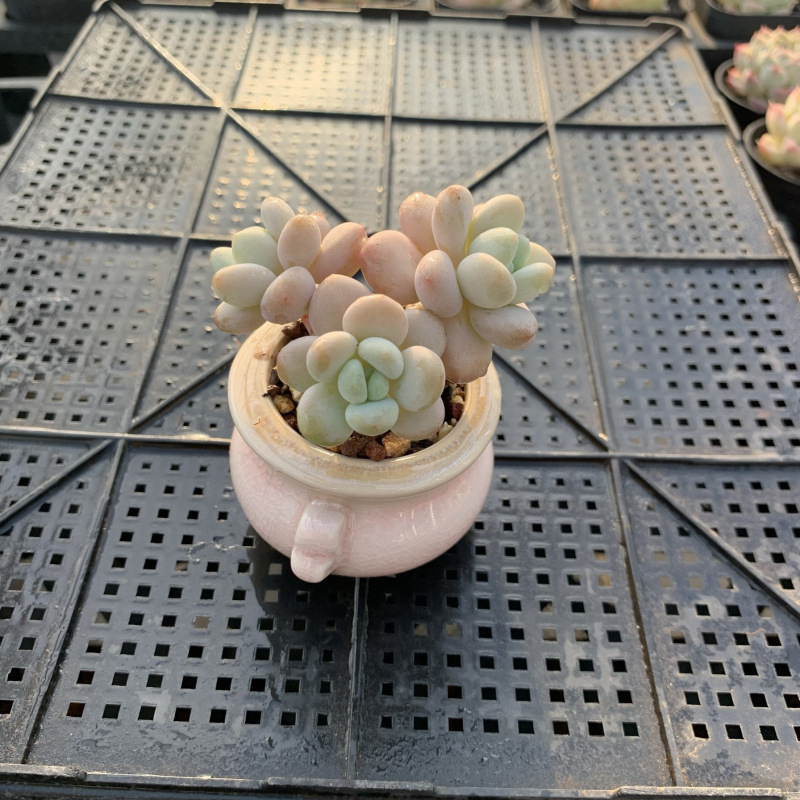 小さな多肉植物、超かわいい、貴重で希少な親指鉢、ミニ鉢植え、鉢付き多肉植物鉢植え、小さな古い支柱|undefined