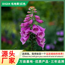 毛地黄种子多年生洋地黄指顶花吊钟花子四季播种室内庭院花种籽子