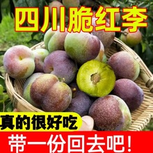 红李子青脆脱骨李半边红茵空心凤凰五月脆水果整箱