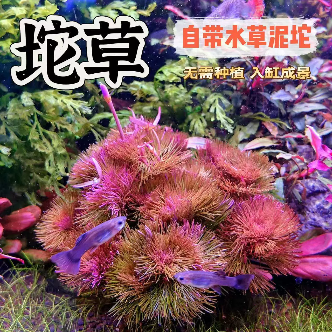 Травяной аквариум Травяной аквариум декоративный пресноводный ленивый человек создает пейзаж