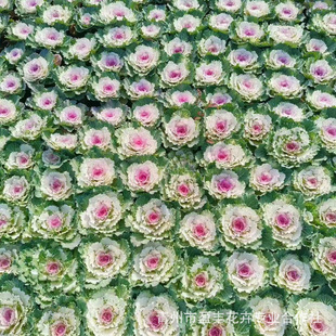 Cup Seedlings Kale Shandong Base Wholesale Large Supply of Kale Cold-Resistant Grass Flower Kale Seedlings