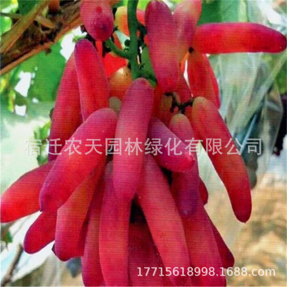 果树苗新品种玲珑指葡萄苗早熟葡萄树苗南方北方种植 当年结果