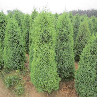 Kindergarten High-Quality Cypress, Beijing Cypress Seedlings, Land-Occupying Saplings, Landscape Greening Seedlings, Evergreen All Year Round