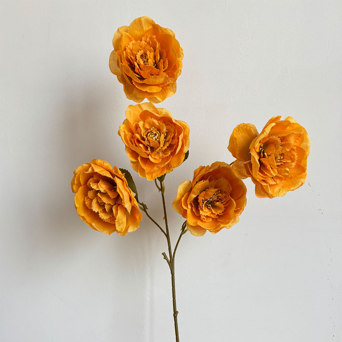 오렌지색 모란 5개와 가지 1개