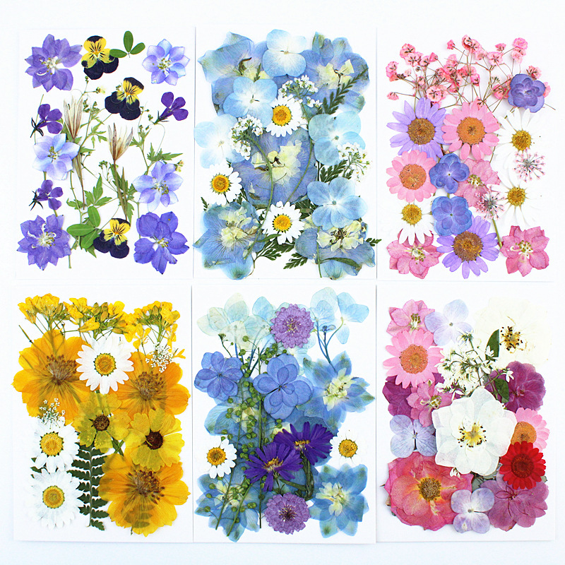 Plant Specimens, Pressed Flowers, Handmade Materials, DIY Photos, Spring Letters, Dried Flower Frames, Resin Pressed Flowers, Real Flower Bookmarks Plant Specimens, Pressed Flowers, Handmade Materials, DIY Photos, Spring Letters, Dried Flower Frames, Resin Pressed Flowers, Real Flower Bookmarks