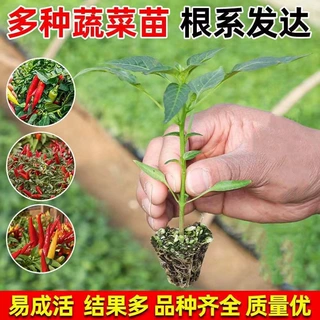 蔬菜苗青椒苗番茄西红柿圣女苗果辣椒丝瓜茄子黄瓜苗阳台庭院种植