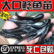 ����T�~�絭ˮ�Bֳʳ���Ϸ�����T�~�����������~���T�~���T�~��