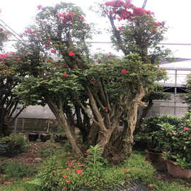 地桩紫色杜鹃古桩 杜鹃树桩批发 杜鹃花盆景价格盆栽下山熟桩