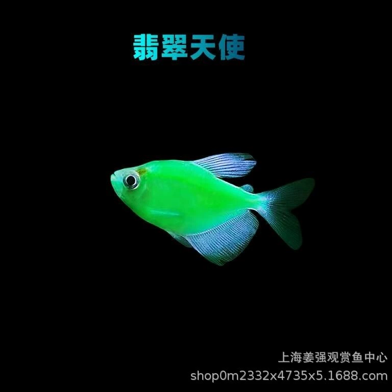 Candy Angel Fish Family Декоративные рыбы Зеленое яблоко Маленькая красочная тропическая рыба Рыба-Ангел Большая флуоресцентная устойчивая к живости и ухоженная