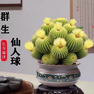Clustered Multi-Headed Cactus Golden Monkey Flowering Cluster Easy Cactus Indoor and Outdoor Office Potted Plant Radiation Protection