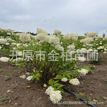 大花圆锥绣球花苗批发庭院花园盆栽绣球花耐寒香草草莓圆锥花苗