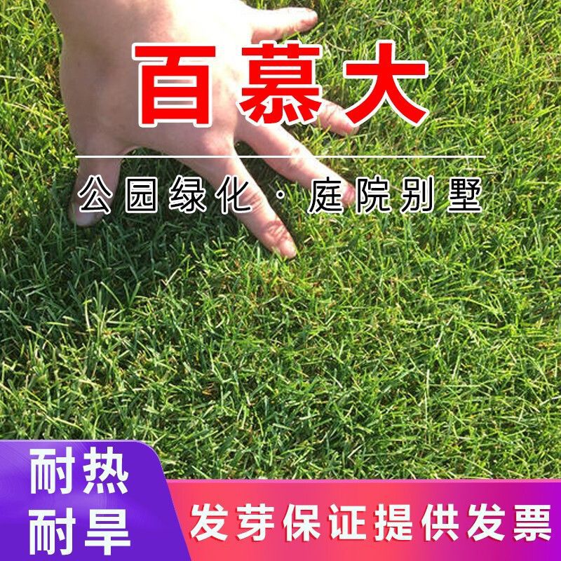 百慕大种子耐热耐旱百慕大草籽狗牙根种子批发