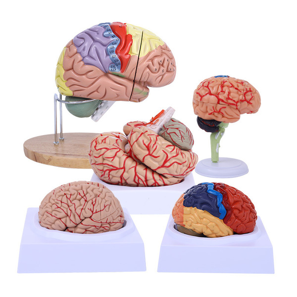Brain model brain function regional color division model Human brain…