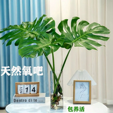 ˮ��������ˮ�B�҃ȃ����՚��ļ�����͏d�k������ꎴ��~�^�~�Gֲ