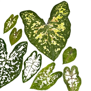 彩叶芋押花干花压花画新品材料包手工diy画框用品