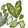 新品手工干花压花画材料包