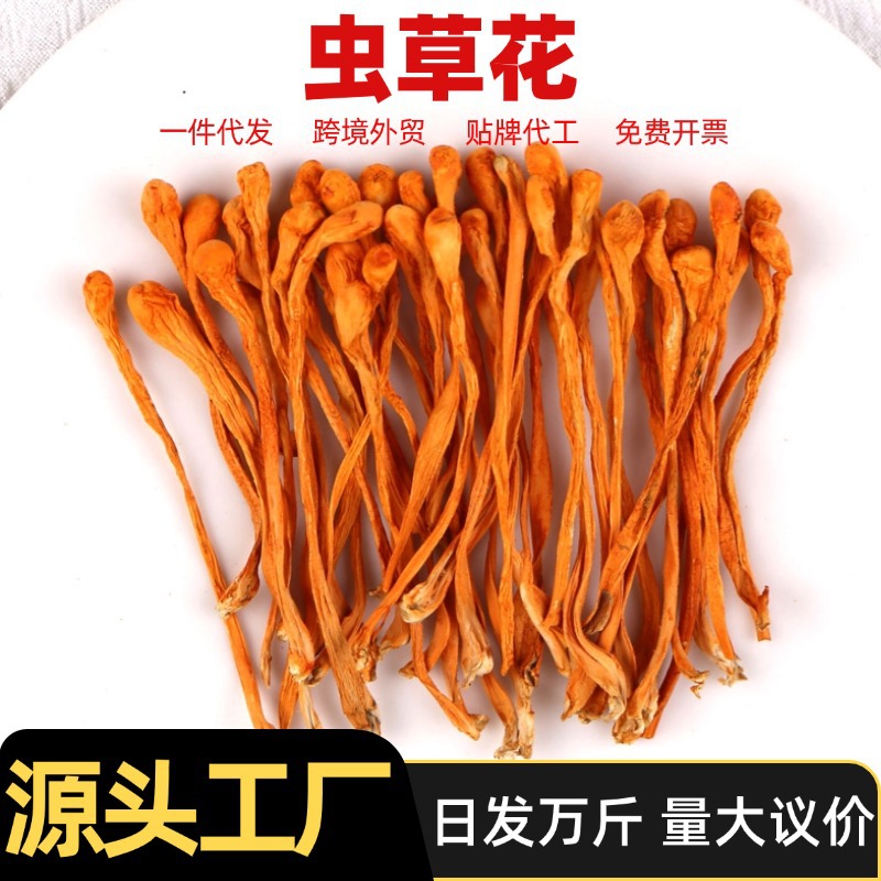 新货豹子头虫草花干货500g蛹虫草北冬虫夏草厂家现货散装批发商用