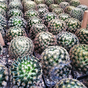Succulent Plant about 4-6cm, Solid Star Cactus, Color White and Red, Shipped Randomly, Bare Root Flower