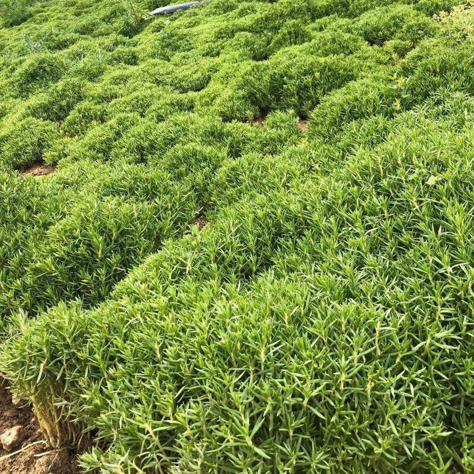 佛甲草盆栽花园庭院屋顶地栽绿化苗黄金草皮盆景多年生地被植物 种苗花卉网