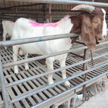 纯种波尔山羊羊苗活体肉羊养殖小羊羔价格成年受孕高产母羊种公羊