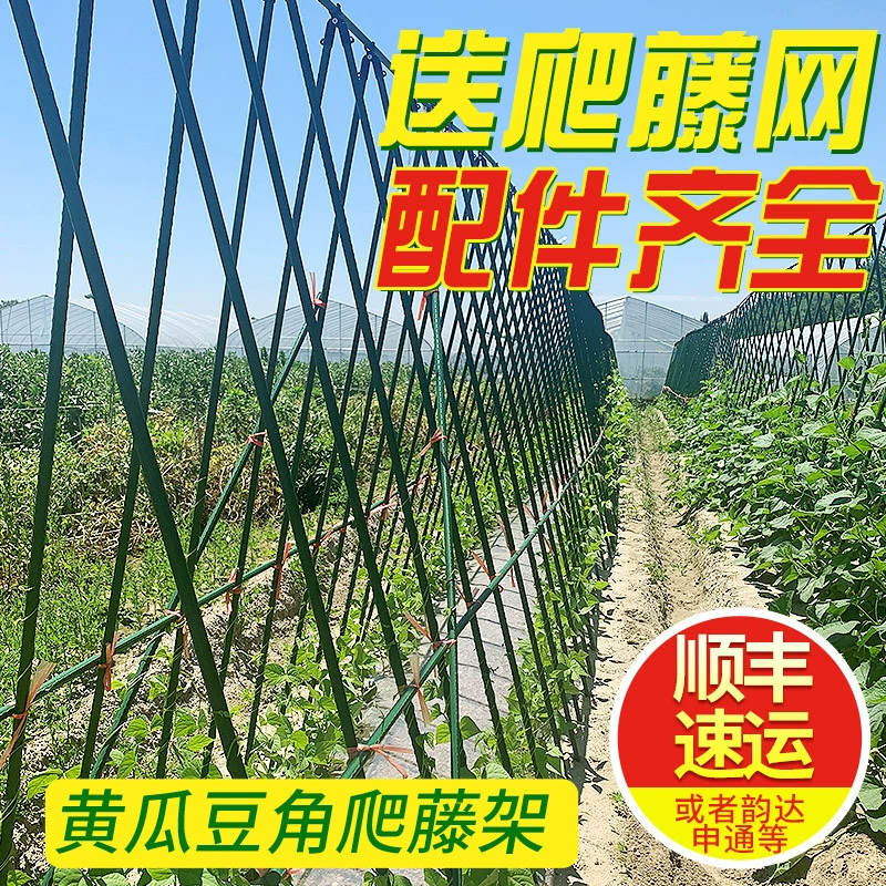 Огурец, виноград, восхождение на виноградную лозу