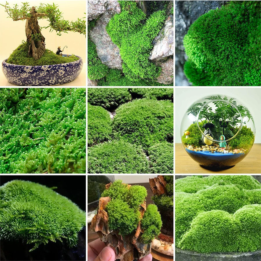 Свежий мох, микропейзаж, растение бонсай, горшок для воды и земли, каменный ландшафт, трава, ландшафтный материал, белый мох, короткий бархатный мох