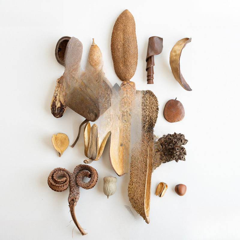 植物大全干果 标本相框diy装饰 果子类收藏设计花材道具