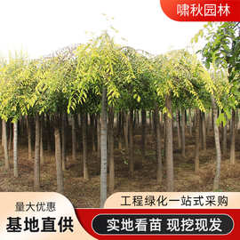 大型金叶榆树园林四季种植工程绿化苗木观赏行道树中华金叶榆树苗