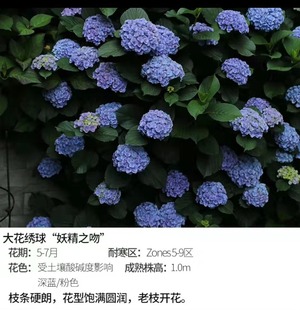 (Muzijia’S Garden) Free Shipping Kiss Large Flower Hydrangea Hydrangea Potted Garden Green Plants and Flowers