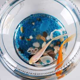 创意水培花器绿萝 花边生态透明 圆形玻璃 金鱼缸 乌龟缸  斗鱼缸