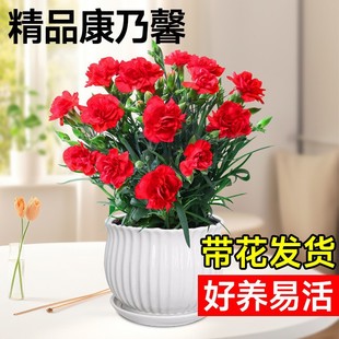 Carnation Potted Flower Seedlings Indoor Balcony Courtyard Desktop Florals and Green Plants Easy to Grow and Bloom in All Seasons with Buds Shipped